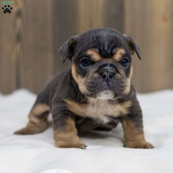 Bently Blue, English Bulldog Puppy